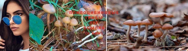 дживик Ростов