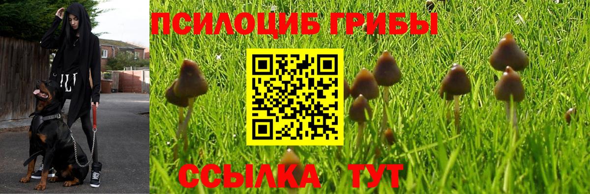 Псилоцибиновые грибы Psilocybe  Солнечногорск  Галлюциногенные грибы мухоморы 